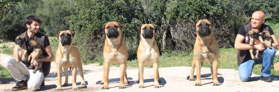 Nightfallking Bullmastiff Team - Tiziano, Kim, Ivano, Isabella, Icaro, Roberto